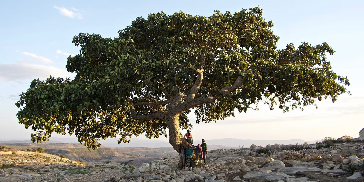 EthioTrees